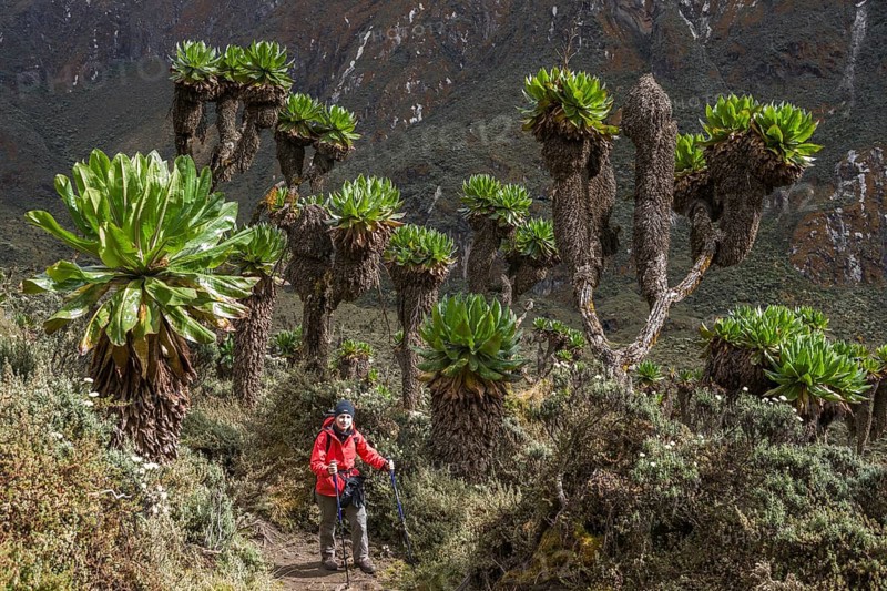 Woman hiking beside Giant Groundsels (Dendrosenecio) in the Rwenzori Mountains