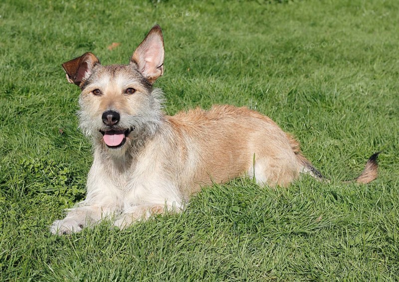 Podenco Terrier crossbreed lying on grass