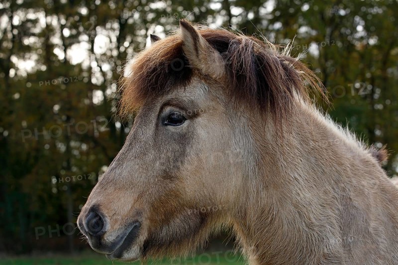 Icelandic horse filly