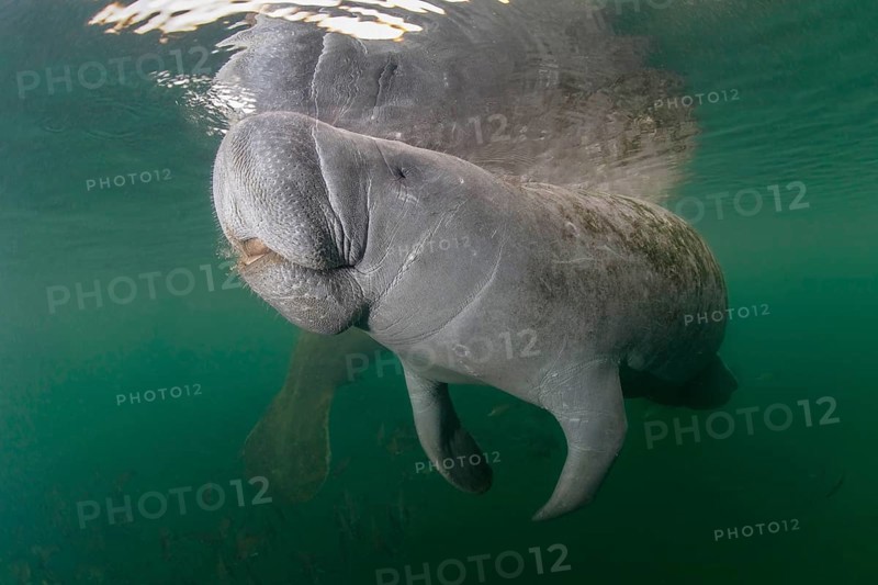 West Indian Manatee (Trichechus manatus)