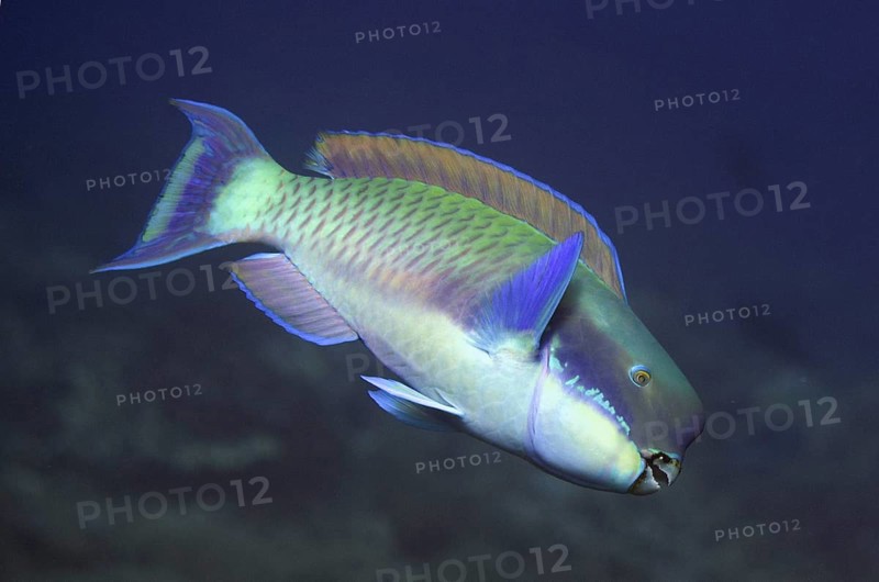 Steephead Parrotfish (Chlorurus microrhinos)