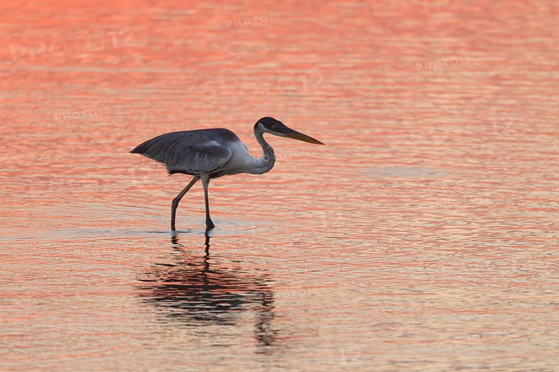 Cocoi Heron (Ardea cocoi)