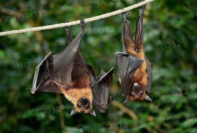 Two flying foxes (Pteropus sp.)