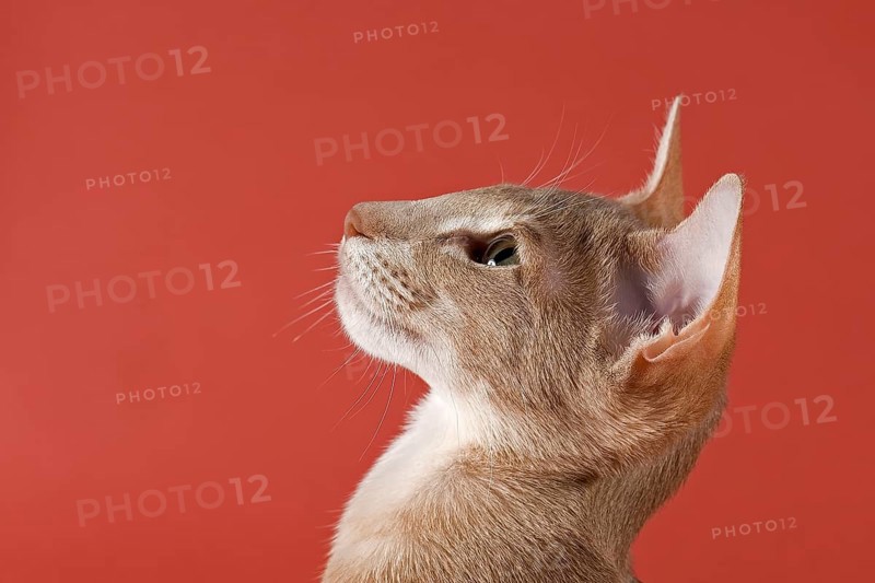 Oriental Shorthair cat