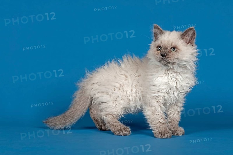 Selkirk Rex kitten