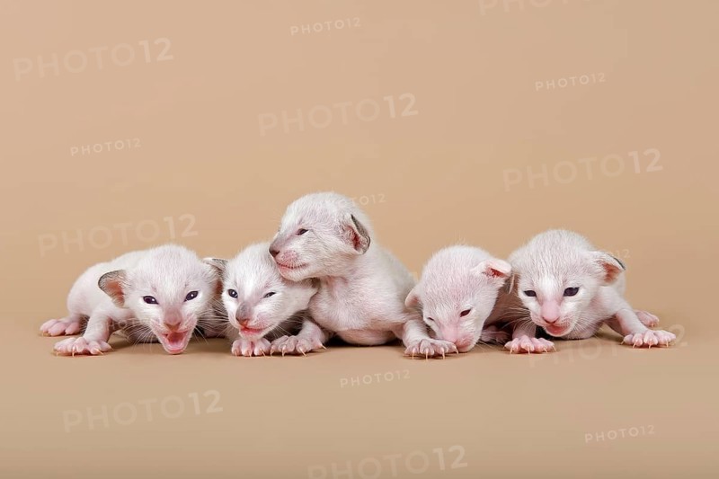 Siamese kitten