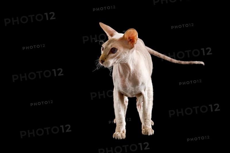 Peterbald cat