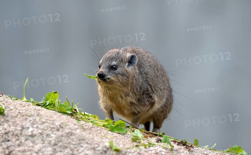 Rock Hyrax (Procavia capensis)