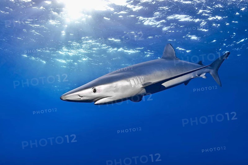 Blue shark (Prionace glauca)