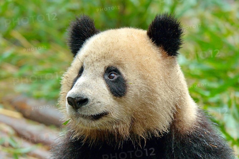 Giant Panda (Ailuropoda melanoleuca)