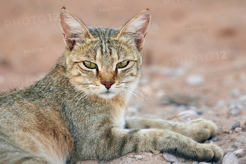 African Wildcat (Felis silvestris lybica) adult