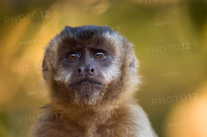 Tufted Capuchin (Cebus apella)