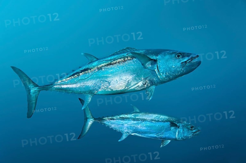 Dogtooth Tunas (Gymnosarda unicolor)