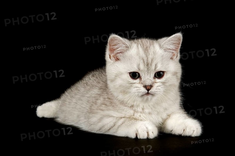 Selkirk Rex
