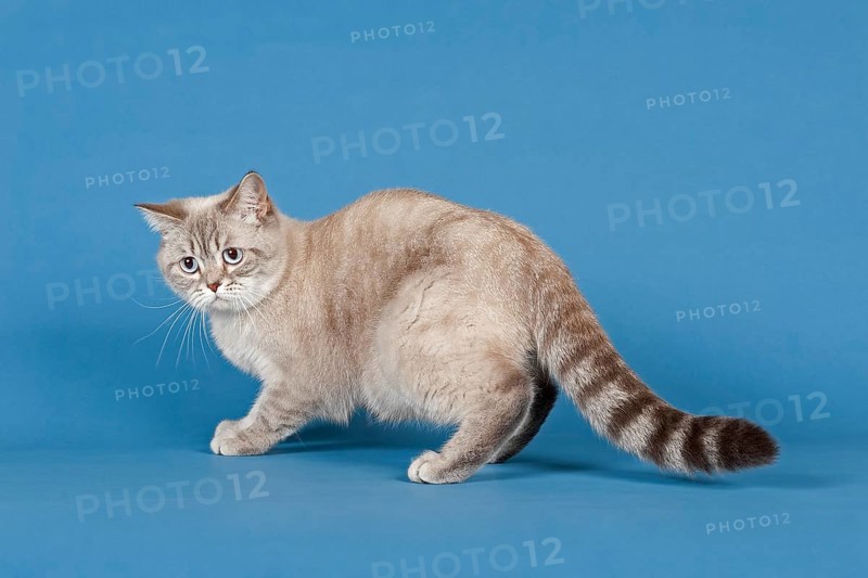 Selkirk Rex cat