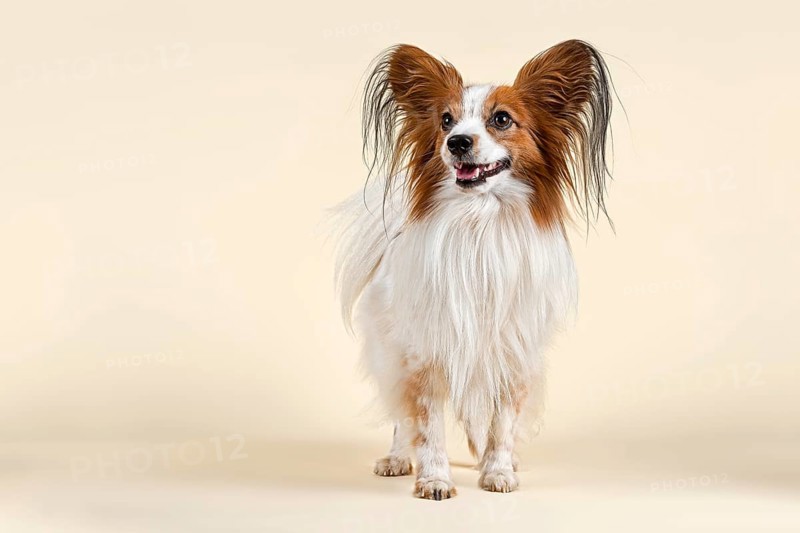 Papillon dog