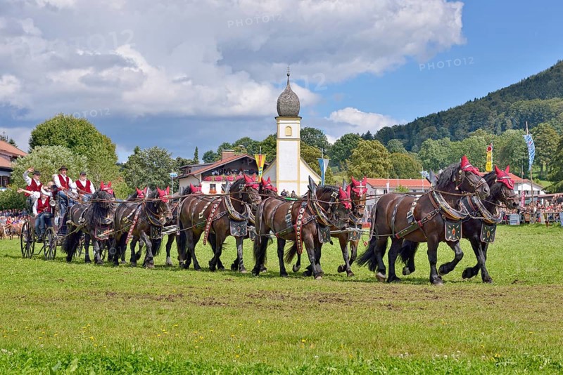 Ten-horse carriage with Noric horses from Frankenhardt