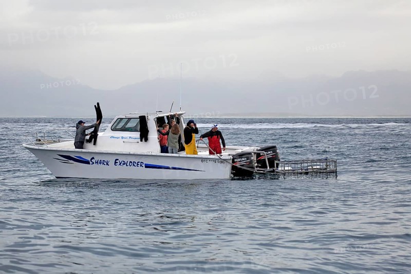 Shark tour boat