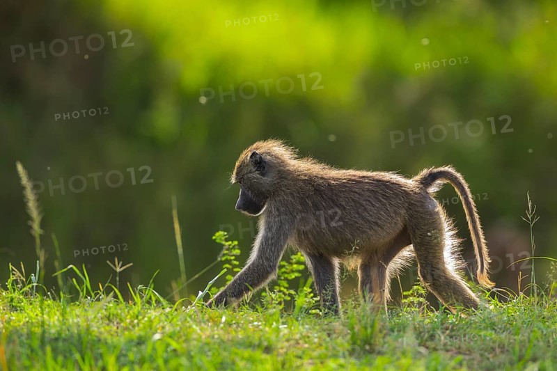 Olive baboon (Papio anubis)