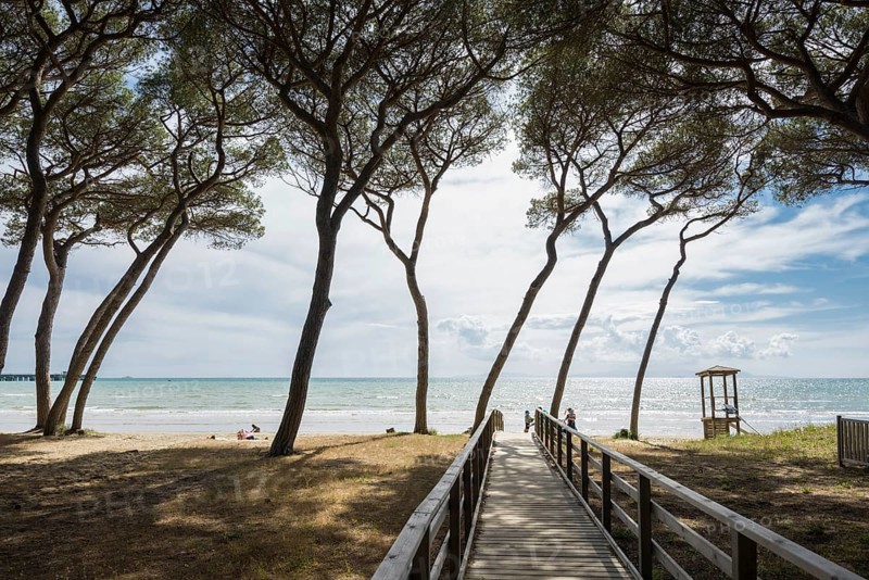 Pines (Pinus pinea) and boardwalk at the beach
