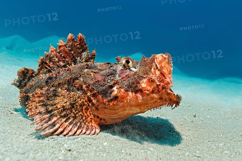 Bearded scorpionfish (Scorpaenopsis barbata)