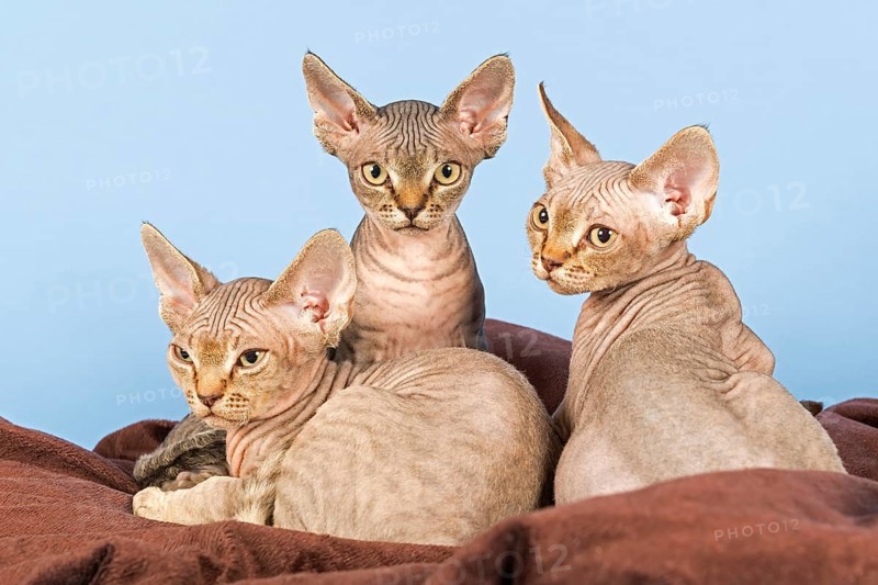 Three Devon Rex kitten