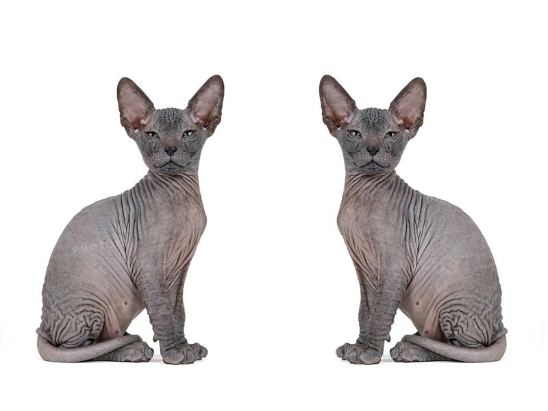 Don Sphynx kitten