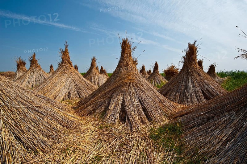 Reeds