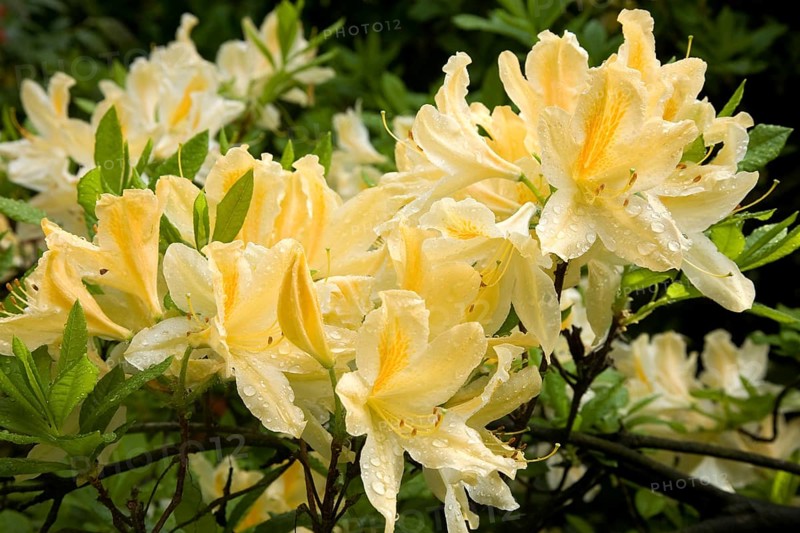 Blooming yellow Rhododendron (Rhododendron molle)