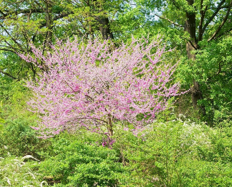 Eastern Redbud (Cercis canadensis)
