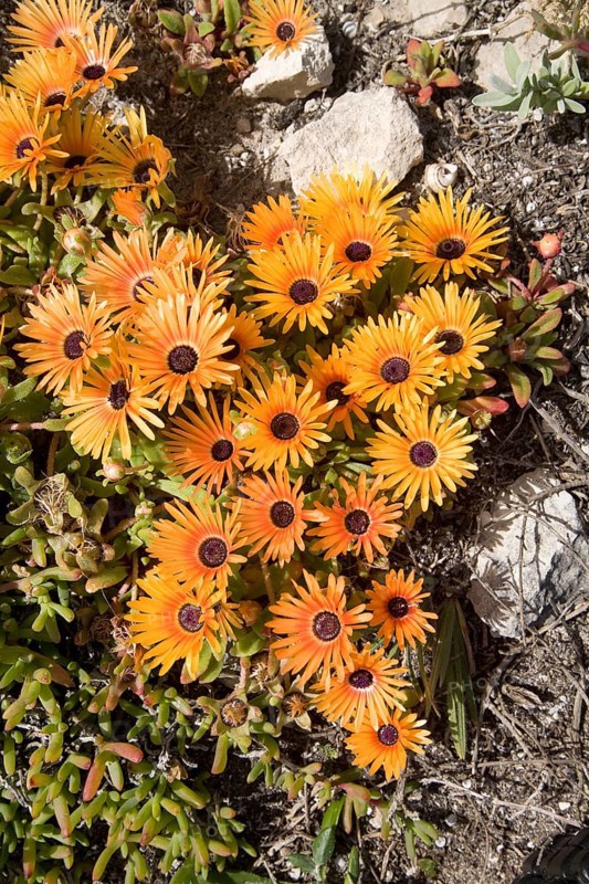 Ice Plants (Dorotheanthus bellidiformis) Cape Region