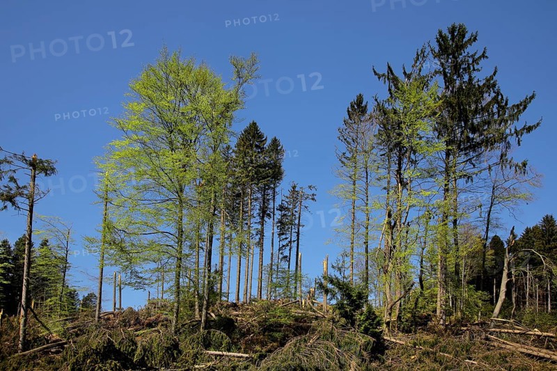 Wind breakage