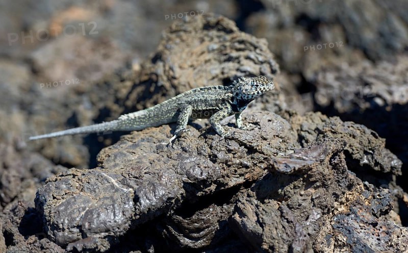 Galapagos Lava Lizard (Microlophus albemarlensis)