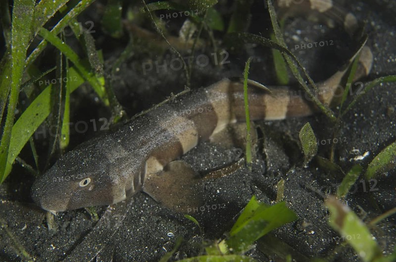 Brown-banded Bamboo Shark (Chiloscyllium punctatum)