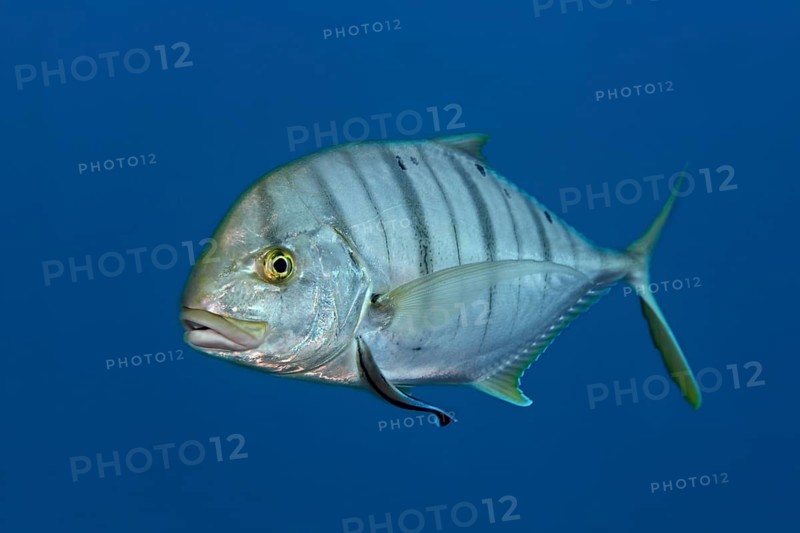 Blue trevally (Carangoides ferdau)