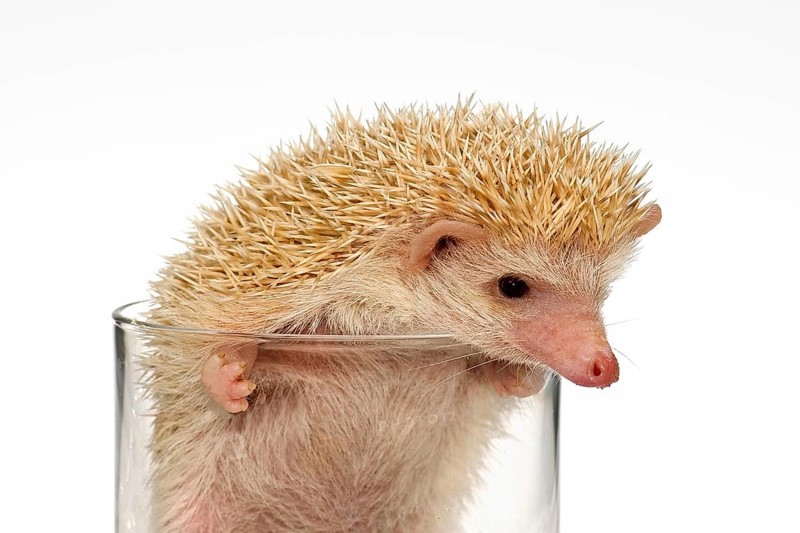 Albino African white-bellied hedgehog in a glass