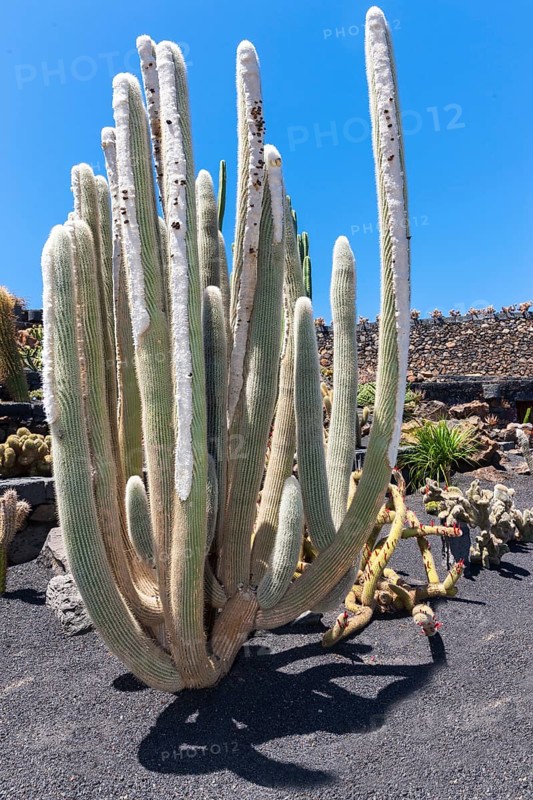 Micranthocereus albicephalus cactus