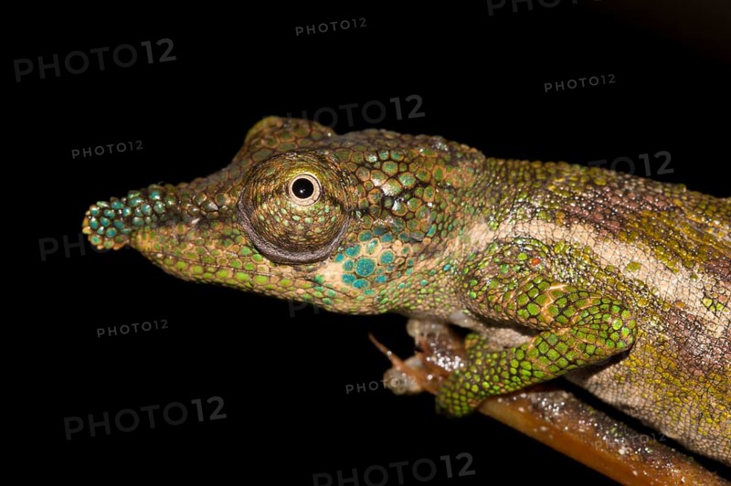 Nose-horned Chameleon (Calumma nasutum) in the rainforest of Marojejy