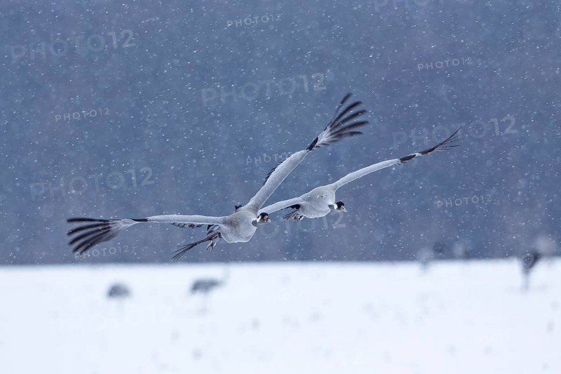 Gray Cranes (Grus grus)