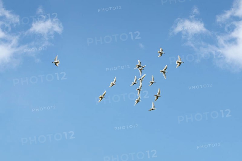 White Doves (Columbidae) flying against a blue sky