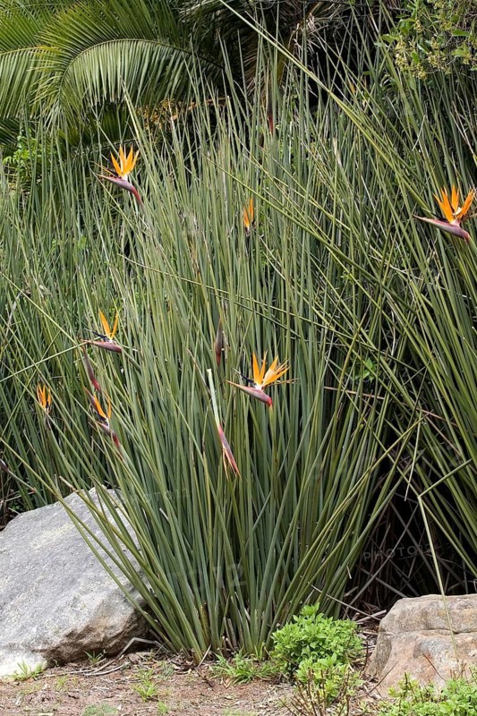 Rushes Strelitzia (Strelitzia juncea)