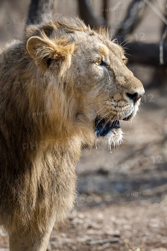 Asiatic lion (Panthera leo persica)