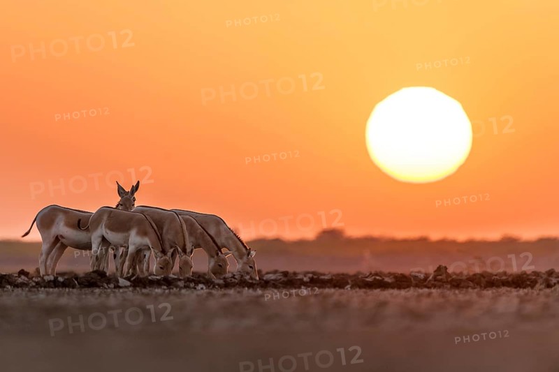Onager or Asiatic wild ass (Equus hemionus)