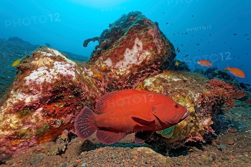 Tomato Hind (Cephalopholis sonnerati)