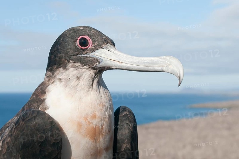 Young Magnificent frigatebird (Fregata magnificens)