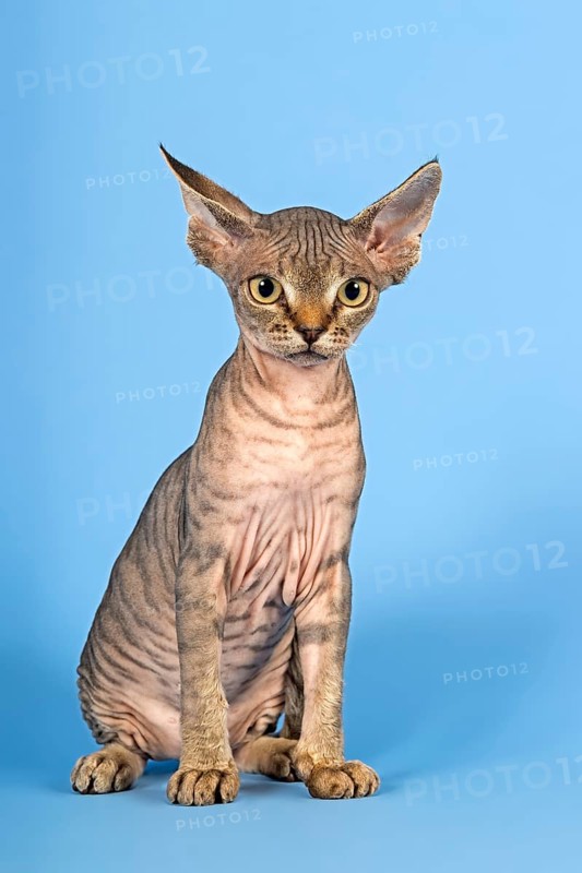 Devon Rex