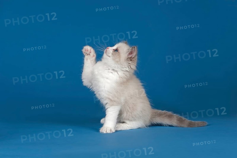 Ragdoll cat