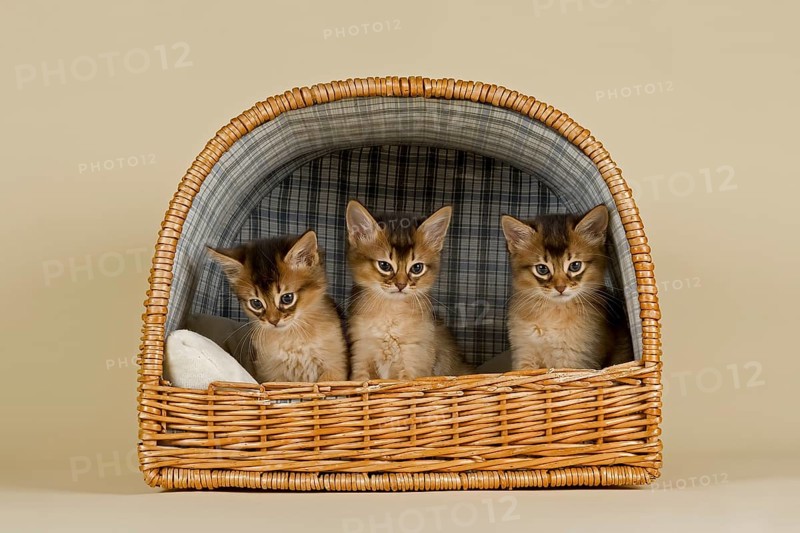 Somali kittens tawny