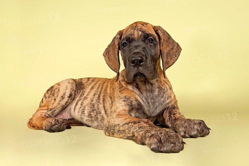 Great Dane