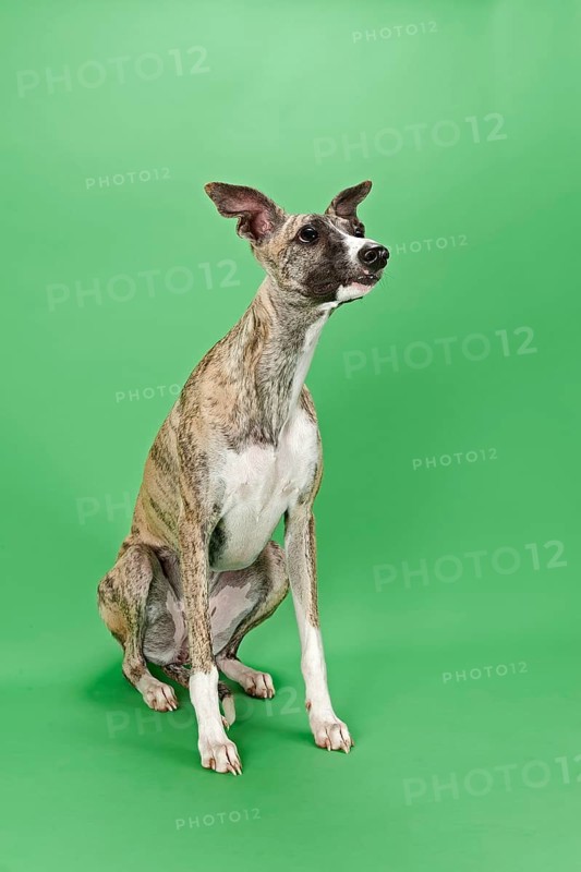 Whippet